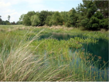 Stormwater wetlands are thriving ecosystems.